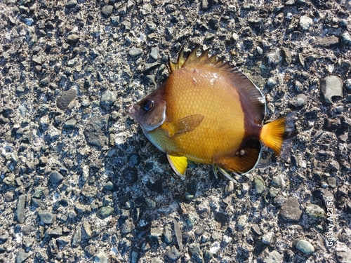 シラコダイの釣果