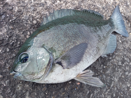 クチブトグレの釣果