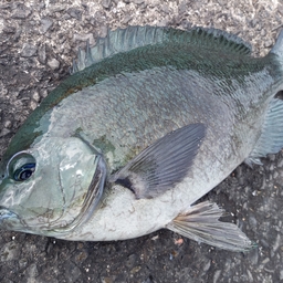 クチブトグレ