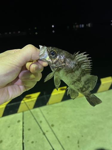 メバルの釣果