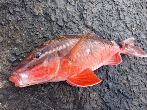 オキナヒメジの釣果