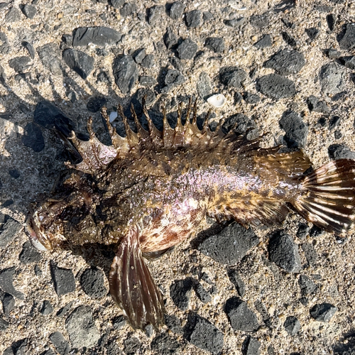 オニオコゼの釣果