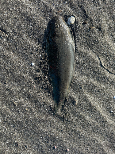 シタビラメの釣果