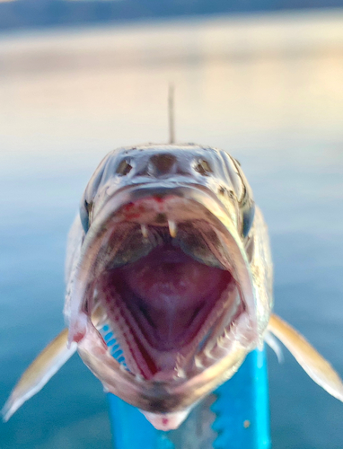 ムツの釣果