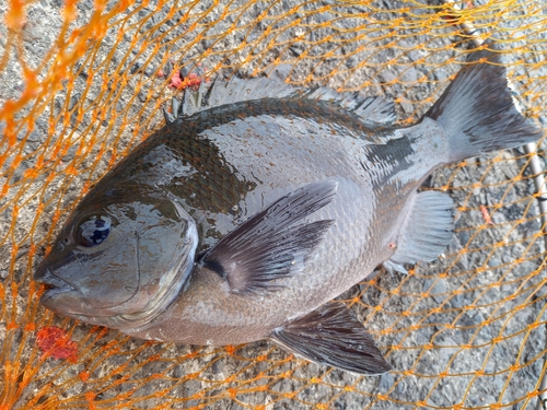 クチブトグレの釣果