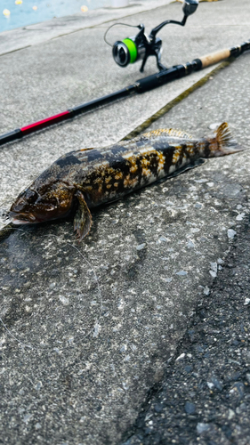 アイナメの釣果