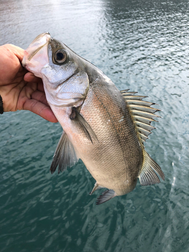 セイゴ（ヒラスズキ）の釣果