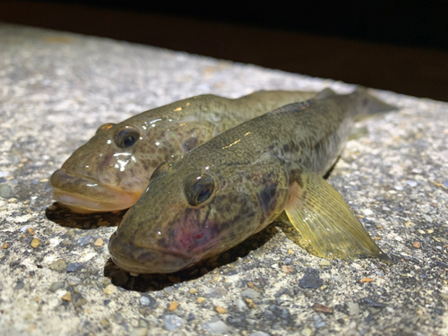 マハゼの釣果