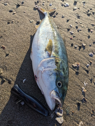 ハマチの釣果