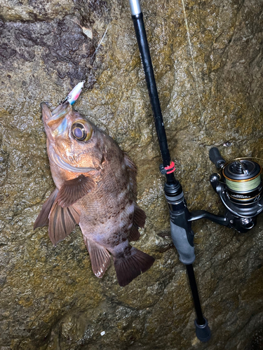 メバルの釣果