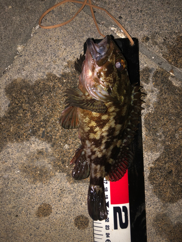 カサゴの釣果