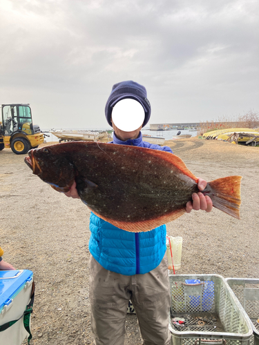 ヒラメの釣果