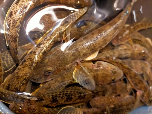 マハゼの釣果