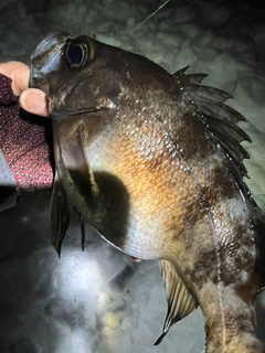 シロメバルの釣果