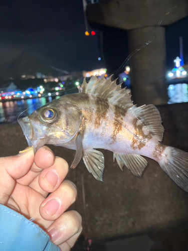 シロメバルの釣果