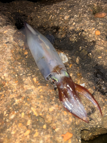 ヤリイカの釣果