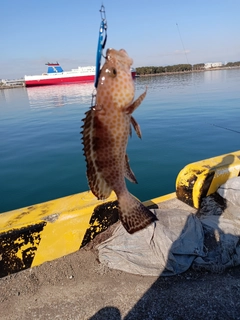 オオモンハタの釣果