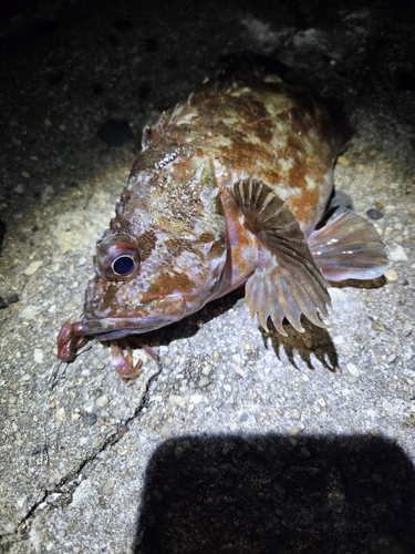 カサゴの釣果