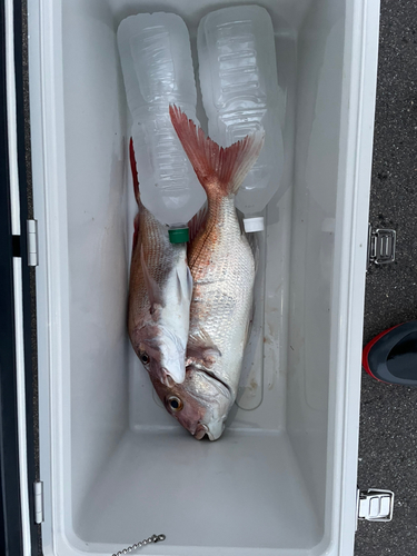 マダイの釣果