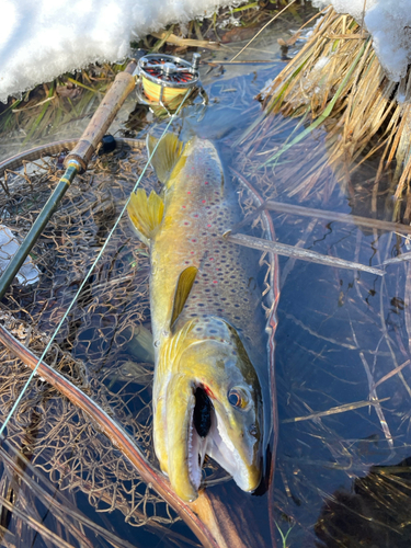 ブラウントラウトの釣果