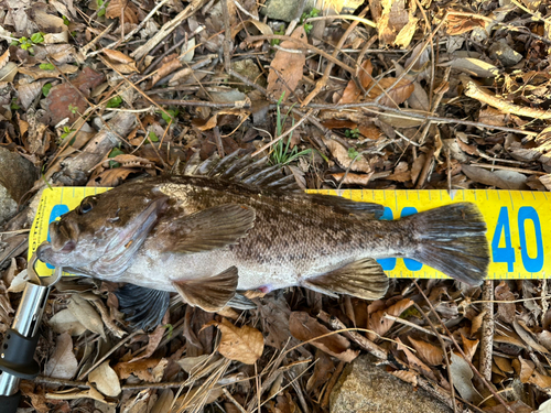 クロソイの釣果