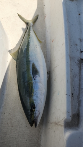 ワラサの釣果