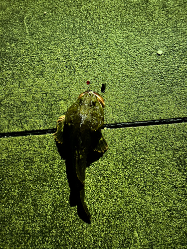 クロソイの釣果