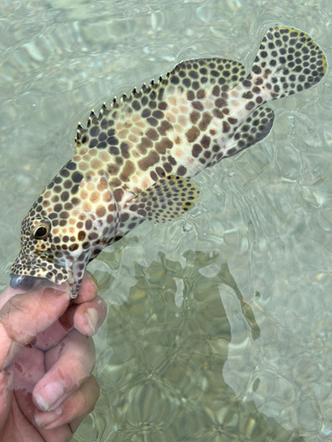 イシミーバイの釣果