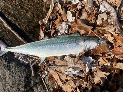 サゴシの釣果