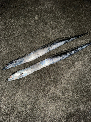 タチウオの釣果