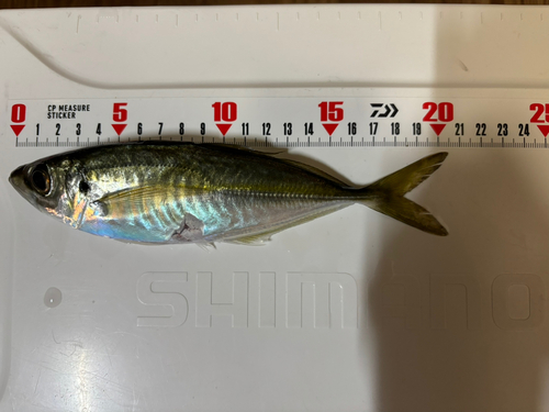 アジの釣果