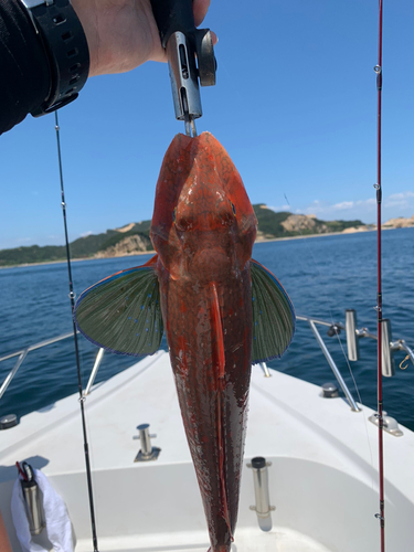 ホウボウの釣果