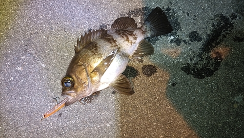 シロメバルの釣果