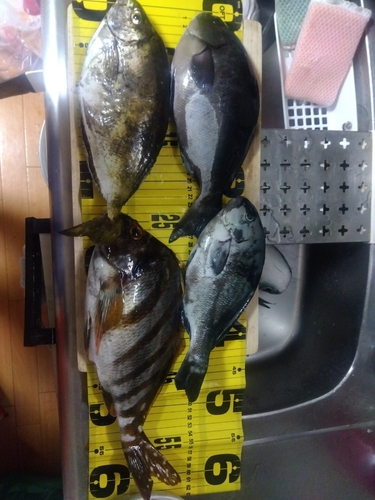 アイゴの釣果