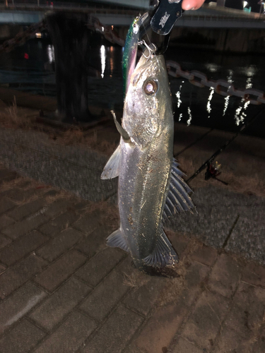 ウナギの釣果