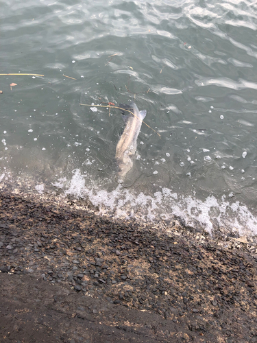 ウナギの釣果