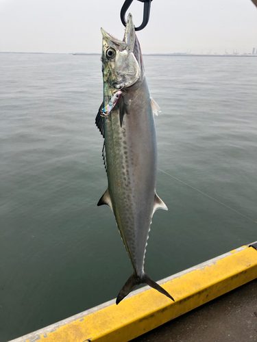 ウナギの釣果