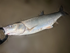 マルタウグイの釣果