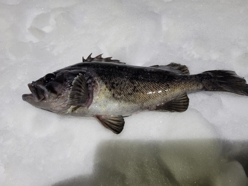 クロソイの釣果