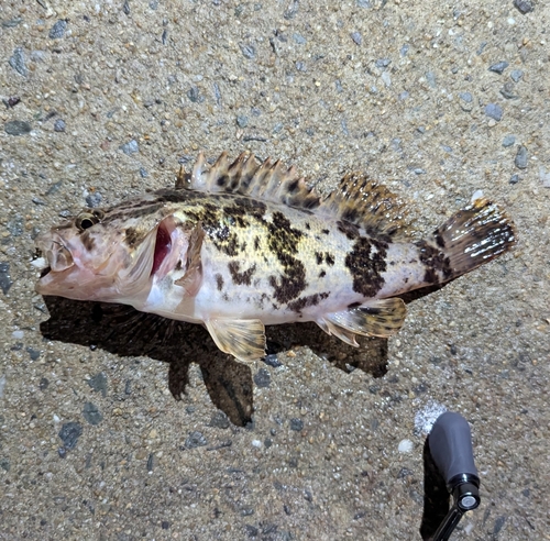 タケノコメバルの釣果