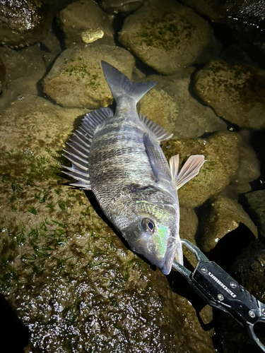 チヌの釣果