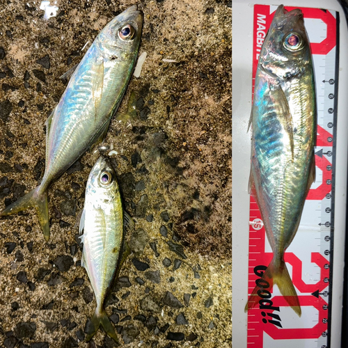 アジの釣果