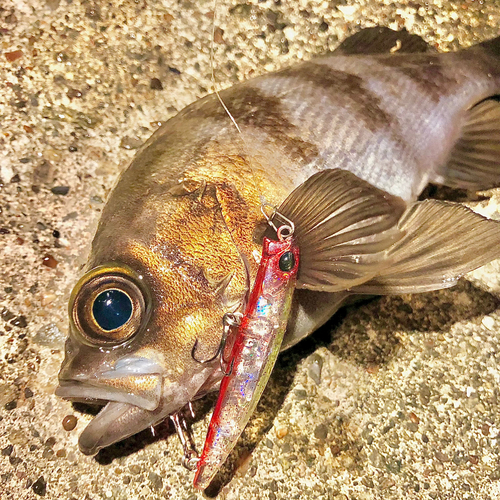 メバルの釣果