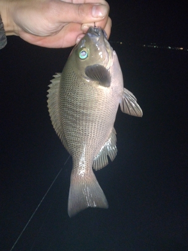 メジナの釣果