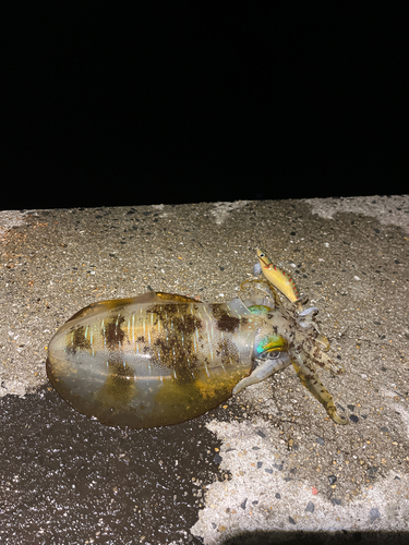 アオリイカの釣果