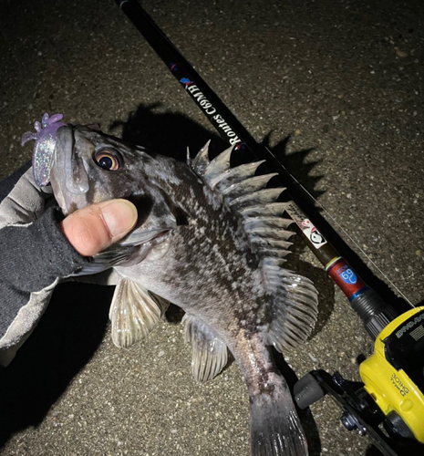 クロソイの釣果