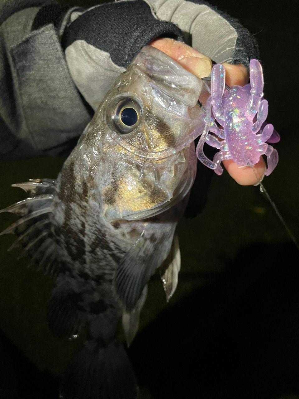 クロソイ