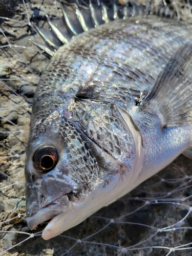 チヌの釣果