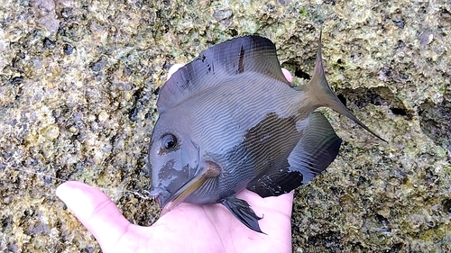 ナガニザの釣果