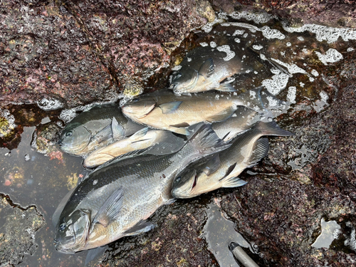 メジナの釣果